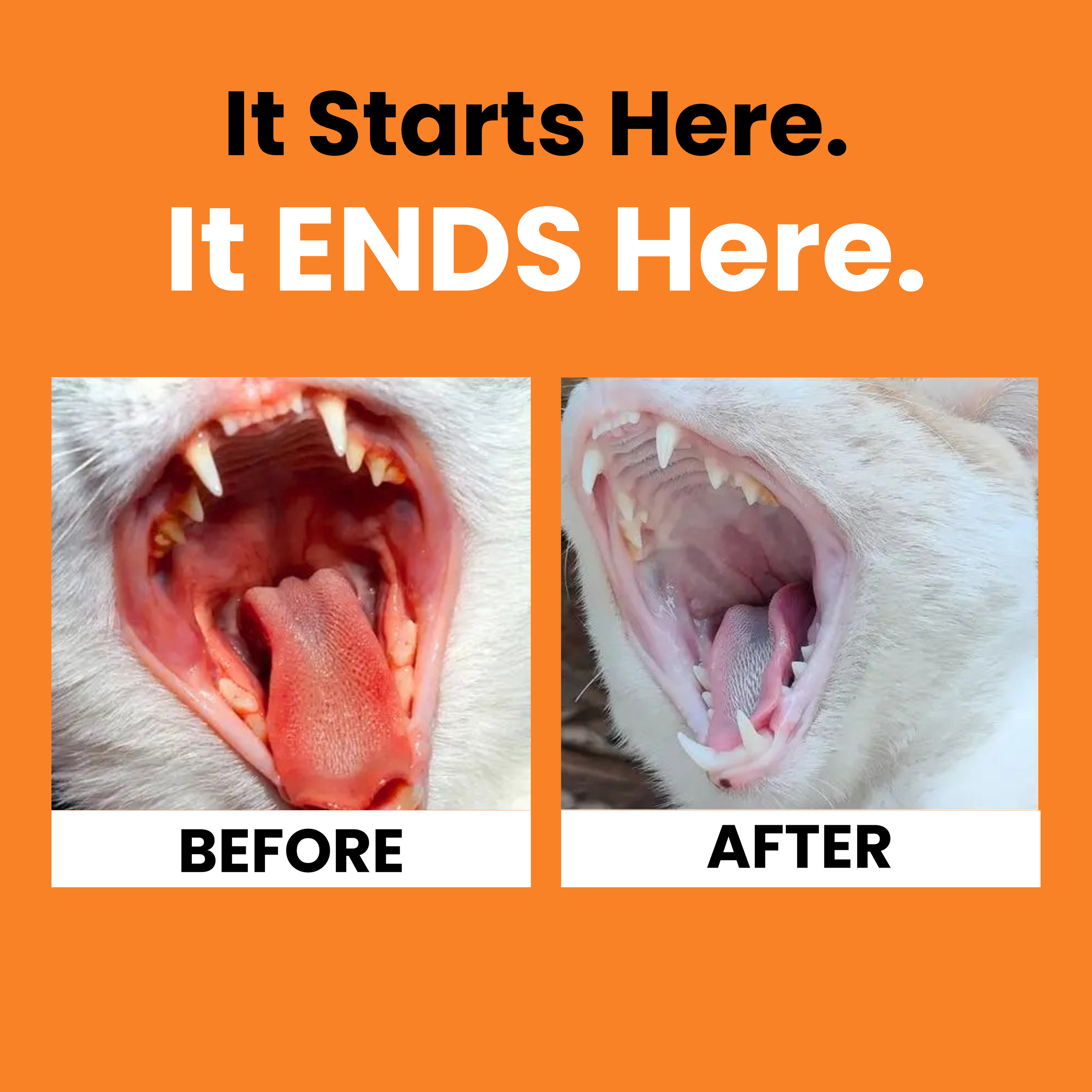 PawLineCo™ Cat Oral Solution